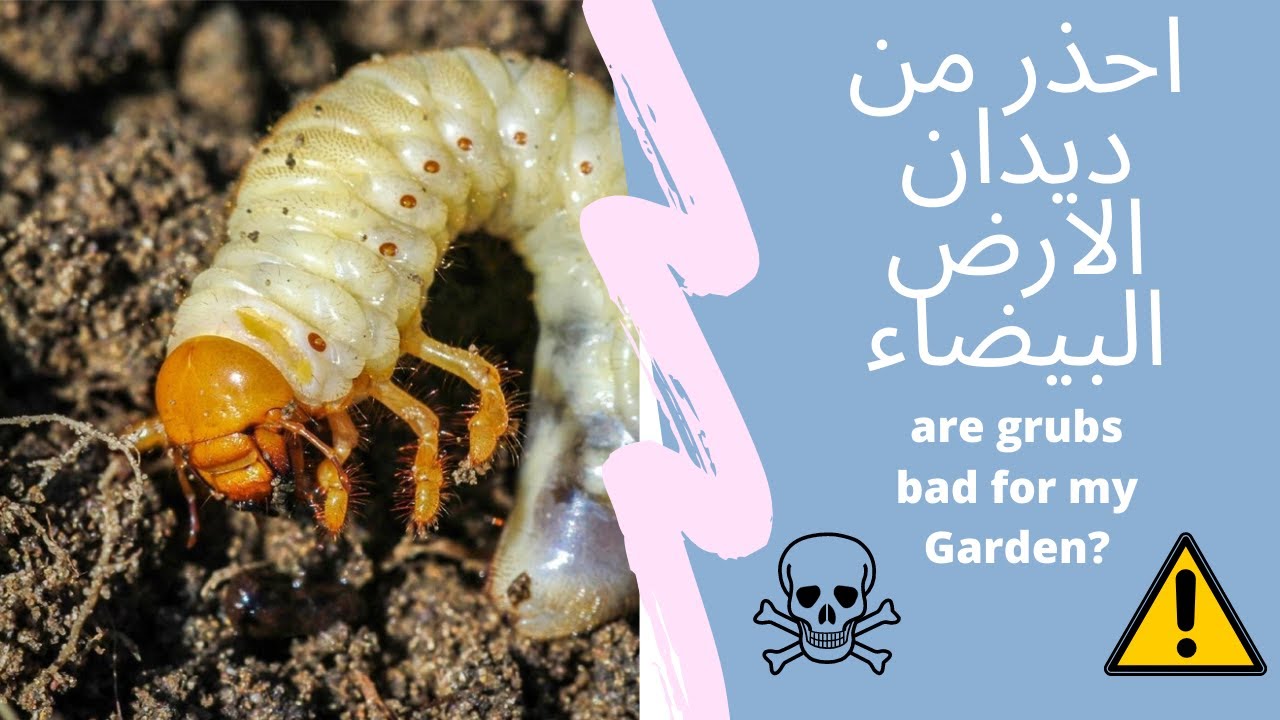 Soil Grubs// ديدان الارض البيضاء و هل هي خطيرة؟