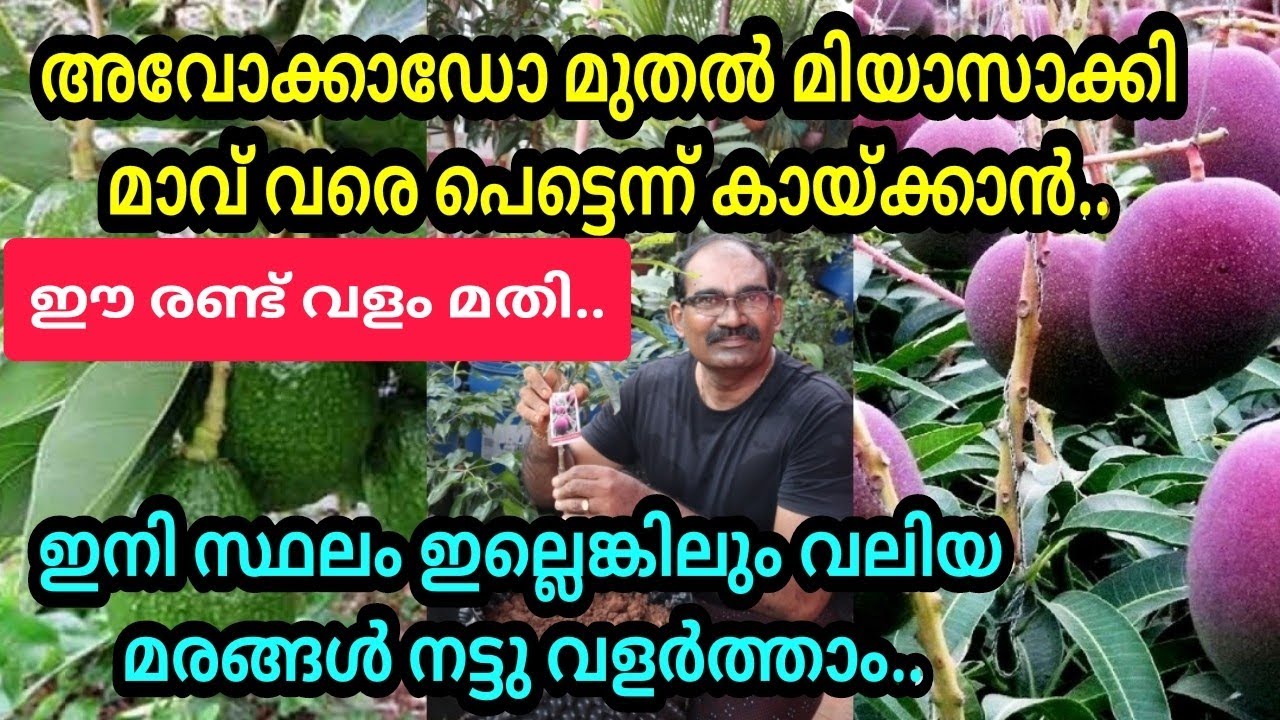 മിയാസാക്കിമാവും, അവോക്കാഡോയും വീട്ടിൽ നട്ടപ്പോൾ/ഇങ്ങനെനട്ടാൽ പെട്ടെന്ന് പൂക്കും,കായ്ക്കും #hometour