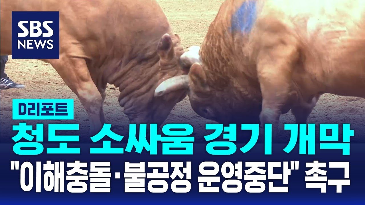 청도 소싸움 경기 개막…