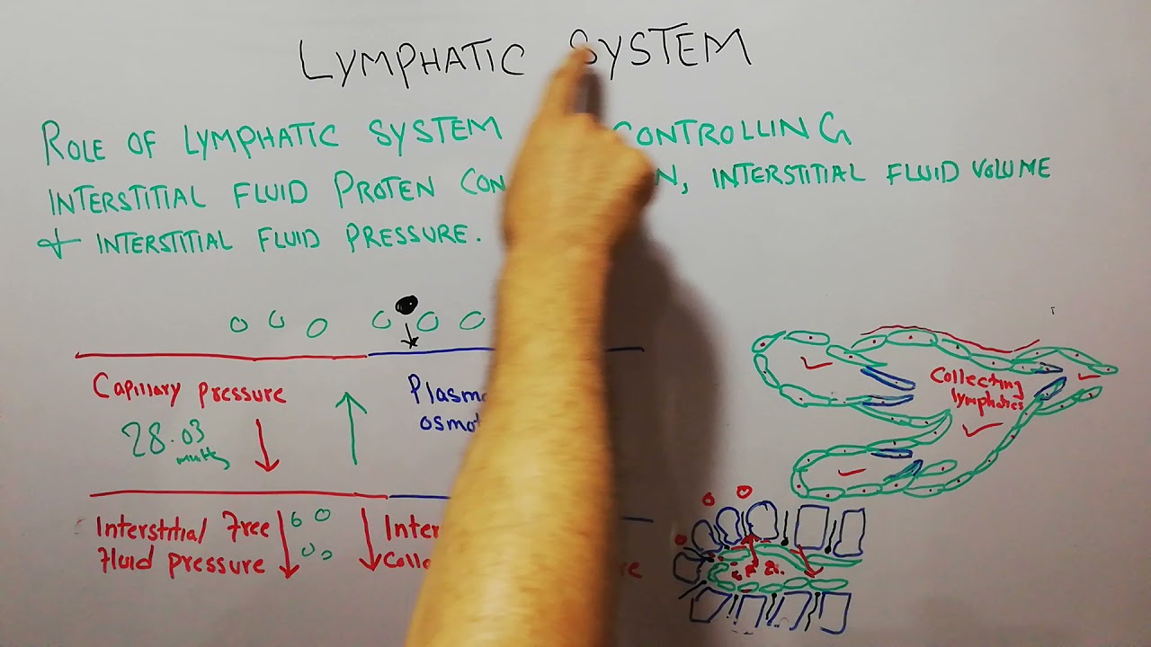 CVS physiology 92.Role of lymphatics in controling interstitial proteins & interstitial fluid volume