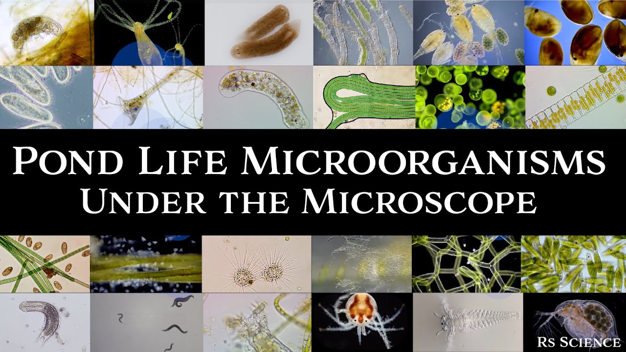 Microscopic Organisms in a Drop of Pond Water - Complete Collection