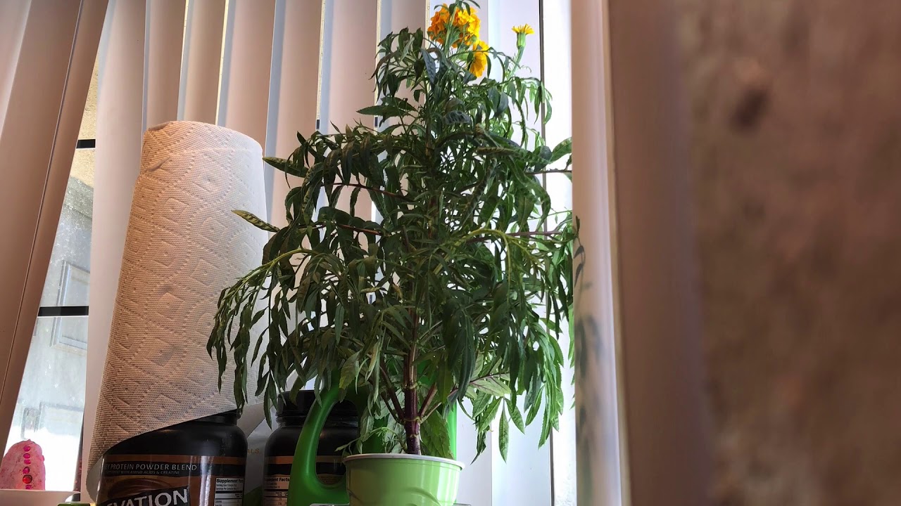 Marigold plant recovering from lack of water and food