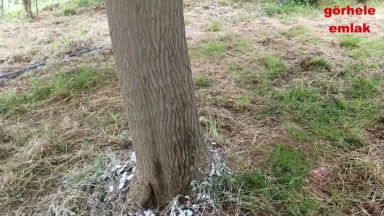 Ağaçlara Kireç Sürmenin Faydaları Ağaca Kireç Sürmenin Hem Zararı Hem de Yararı Vardır.