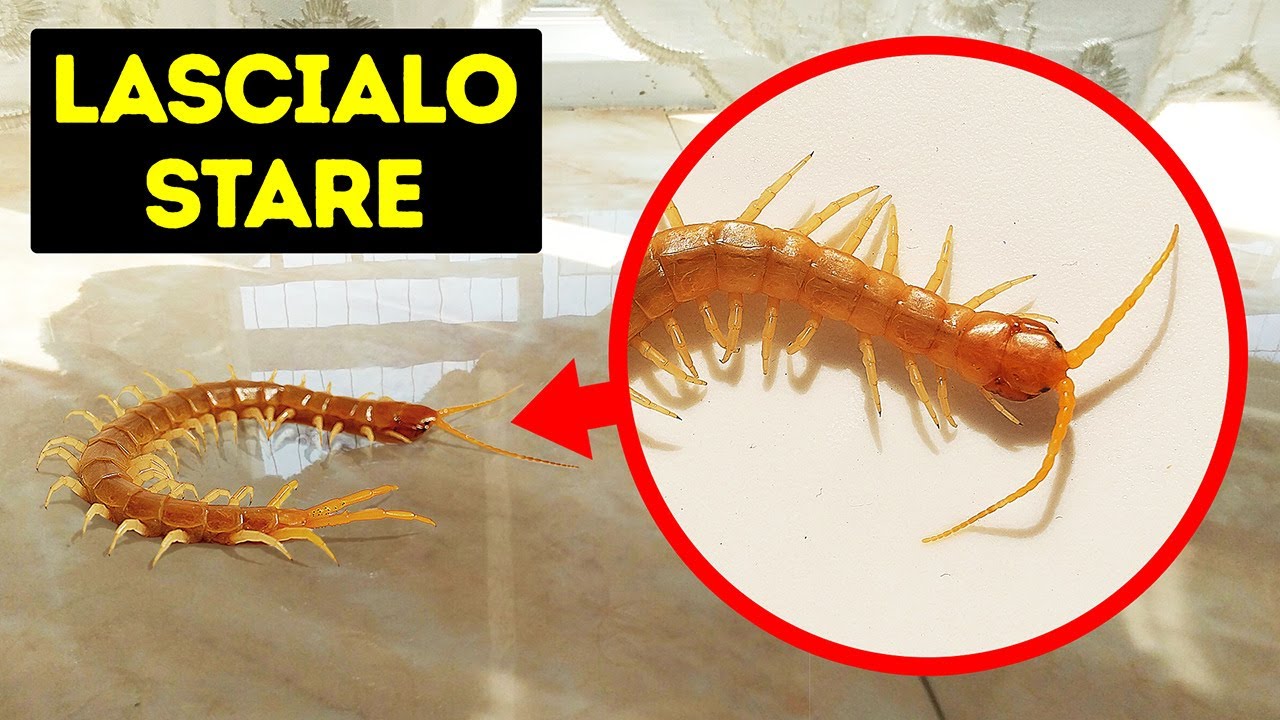 Se Trovi Questo Insetto In Casa Tua, Non Fargli Del Male!