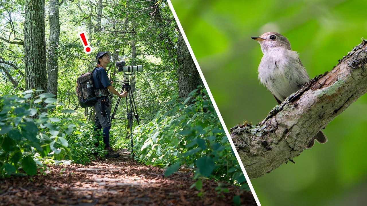ソニー最高峰ズームレンズ×APS-Cで野鳥撮影すると…