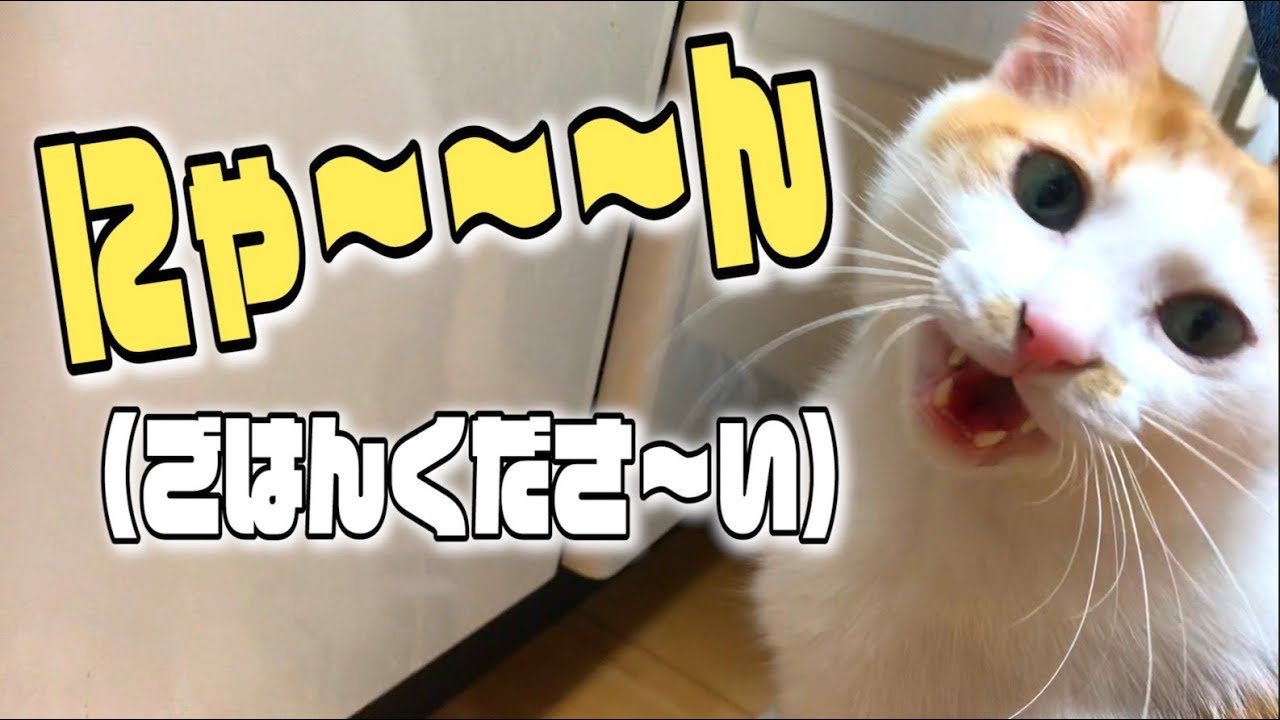 ご飯が欲しすぎて鳴きまくる猫