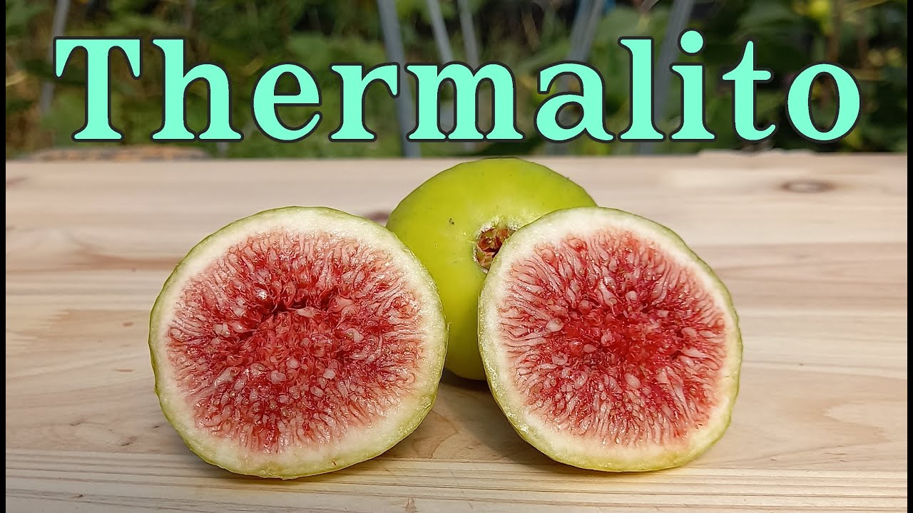 Thermalito fig