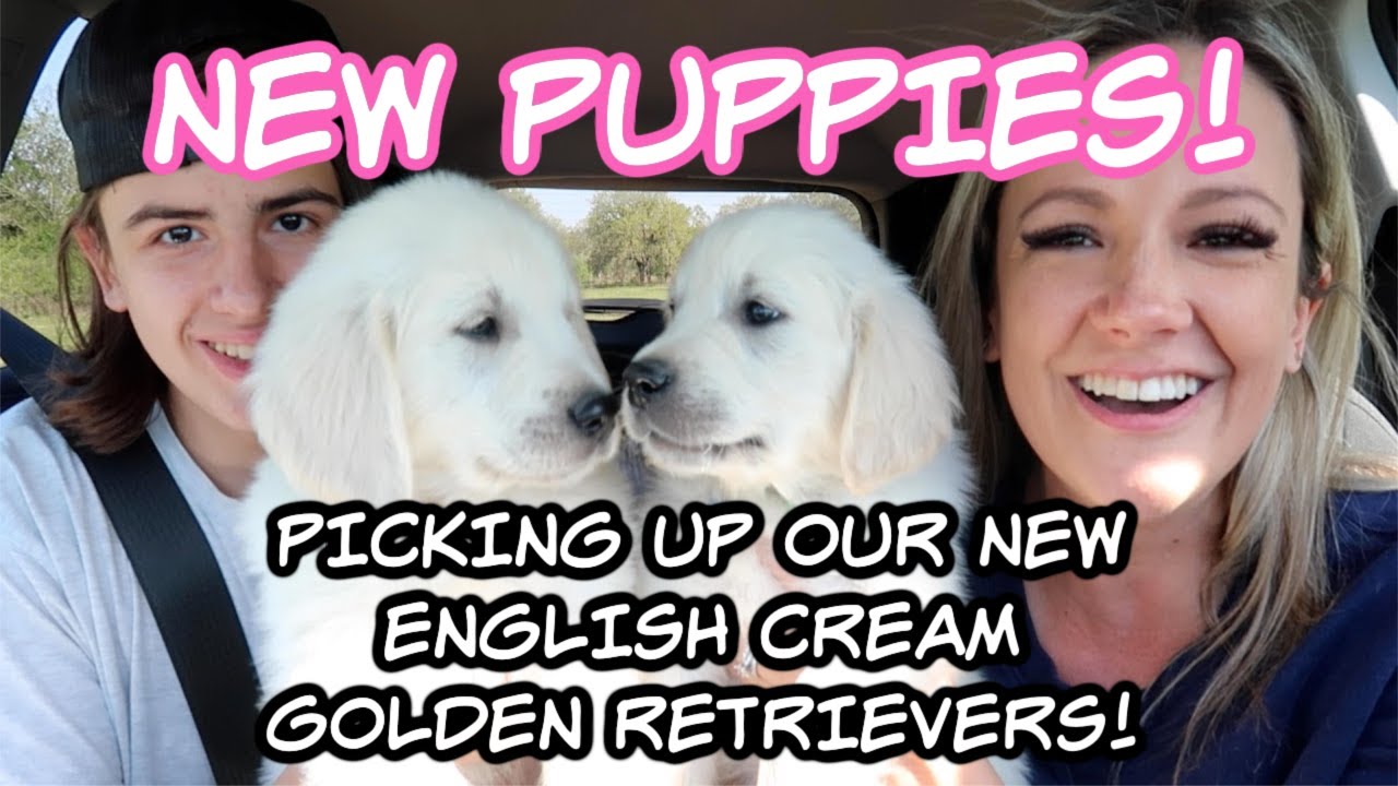 NEW ENGLISH CREAM GOLDEN RETRIEVER PUPPIES!