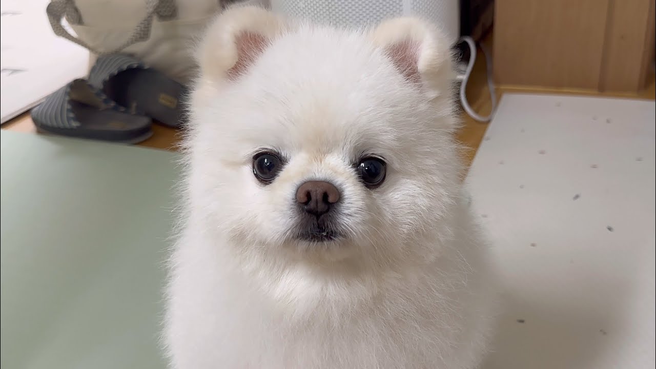 너무 얌전해서 포메인지 의심스러운 강아지..