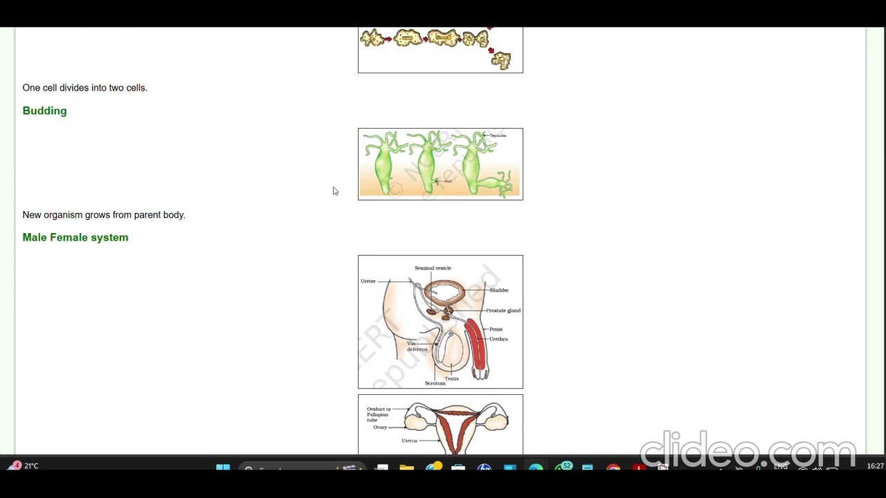 Final revision for Class 10 Science (PSEB) before board exam.