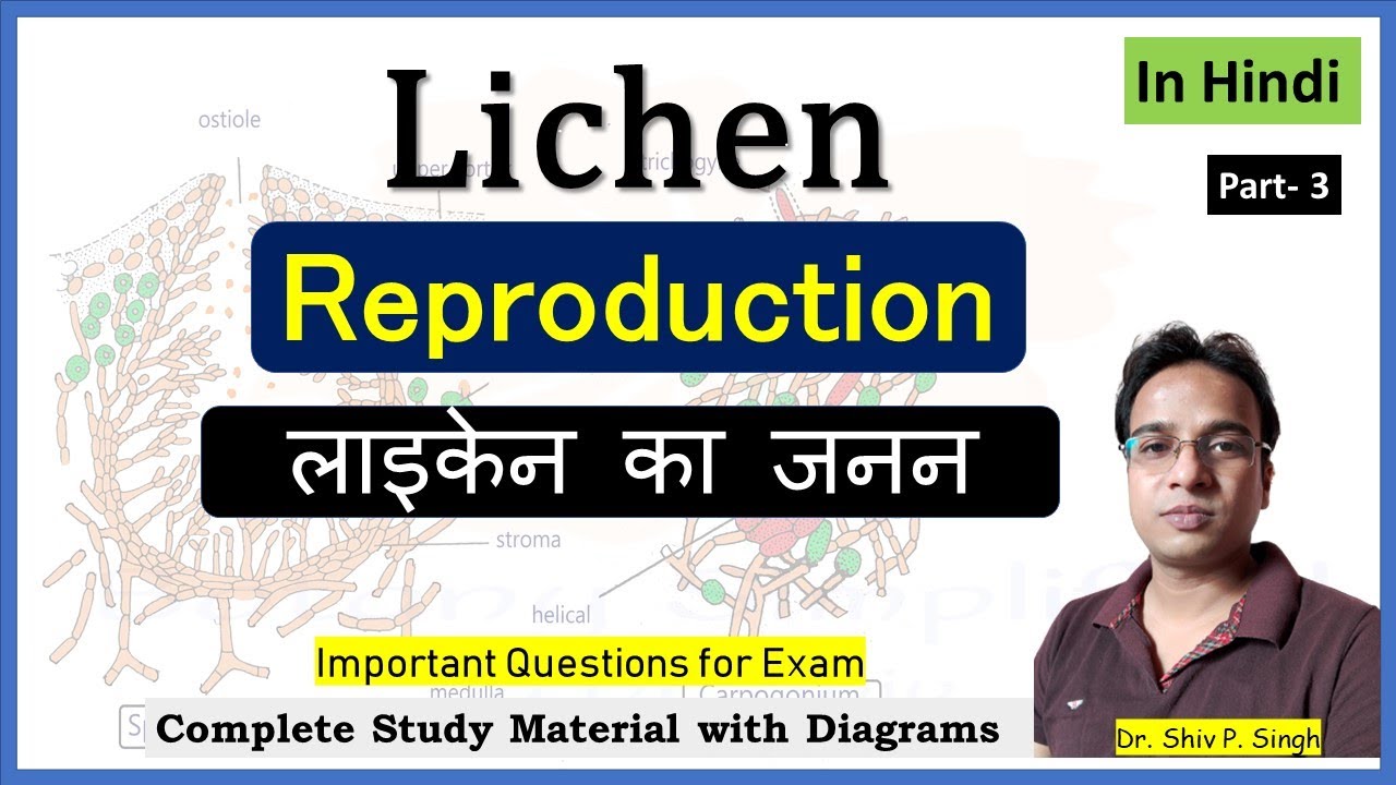 Reproduction in Lichen | Soridium | Isidium | Sexual reproduction