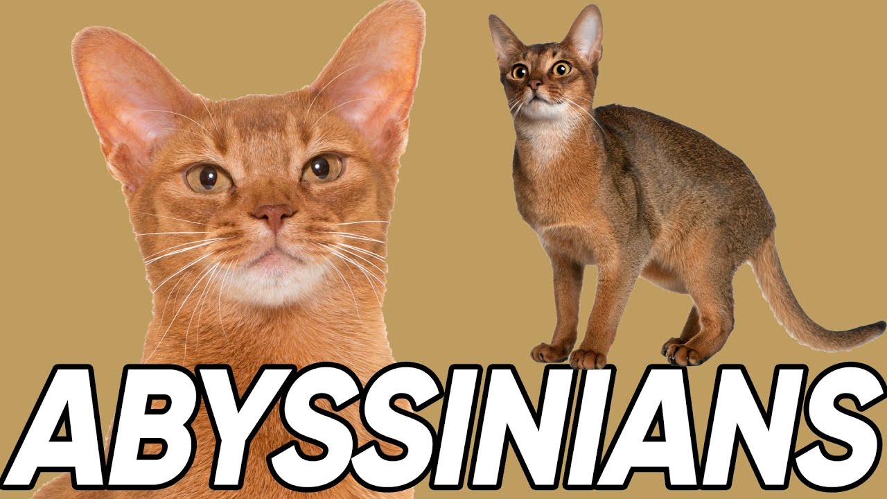 4 Fantastic Facts About Abyssinians