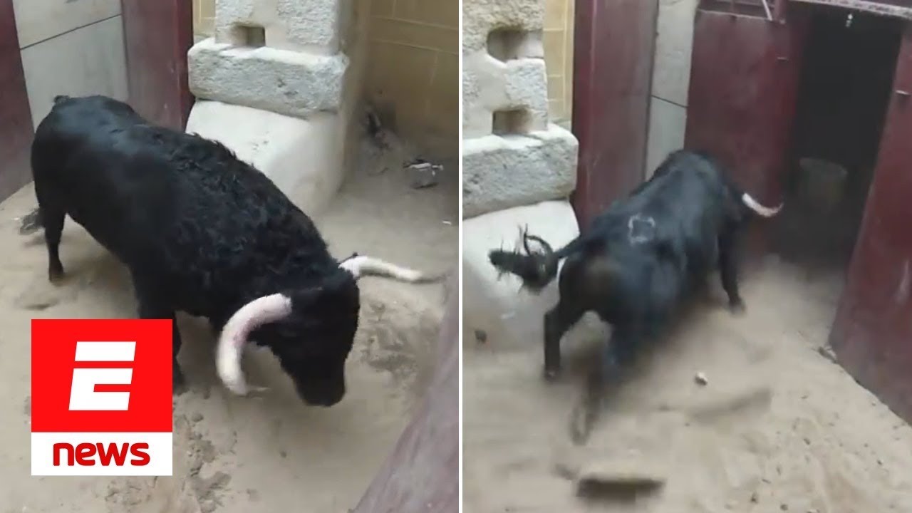 Angry bull attacks anything moving in its path. Leaves nothing safe!