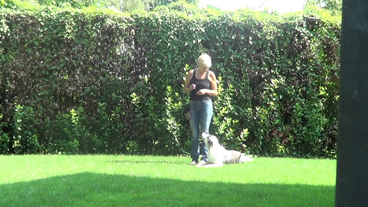 esercizi di obedience
