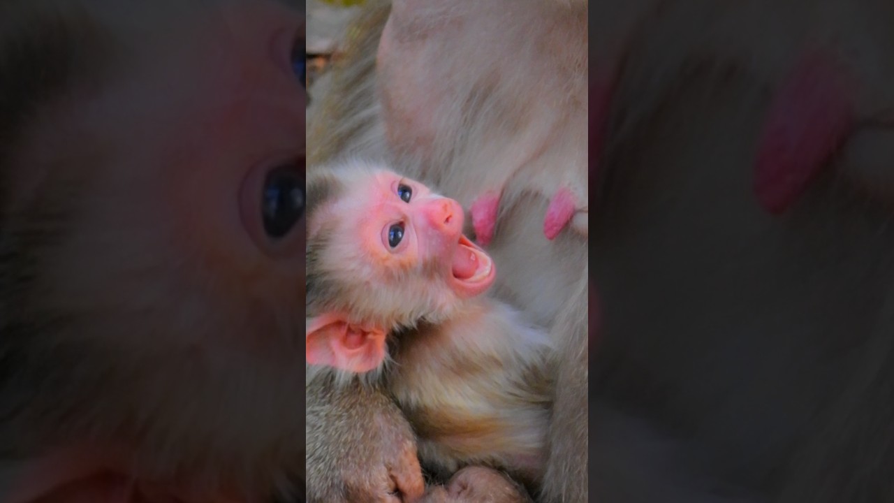 OMG newborn seem get less milk sleepily, look no teeth but can't sleep well at night, try to move