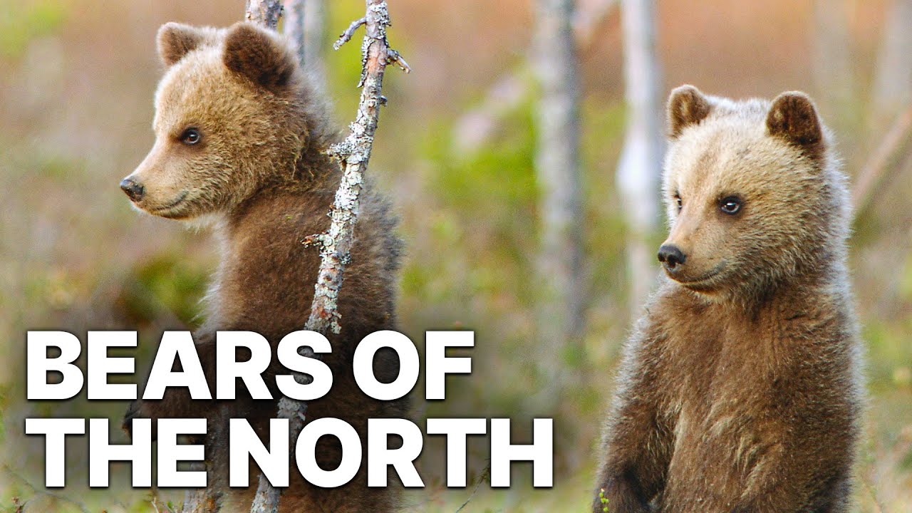 Bears Of The North | Nature Documentary