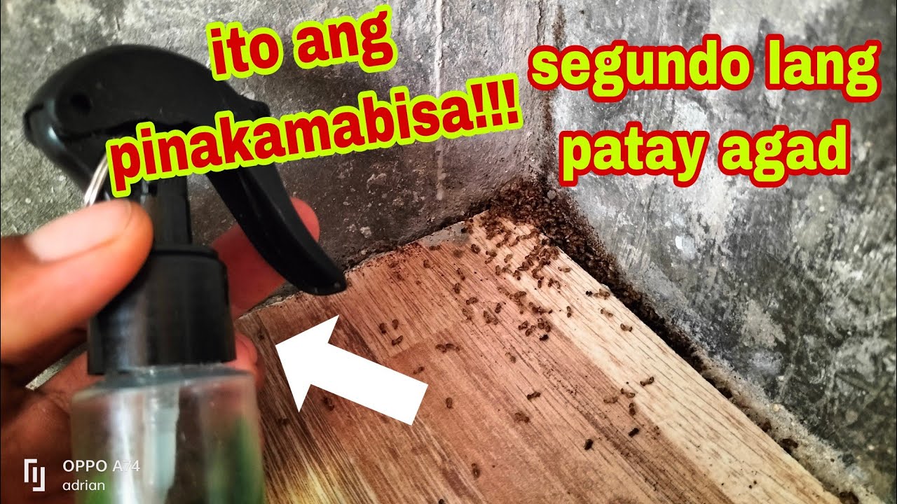 ano ang mabisang pamatay sa anay | us killer #anay #usinsectkiller #useffectivekiller