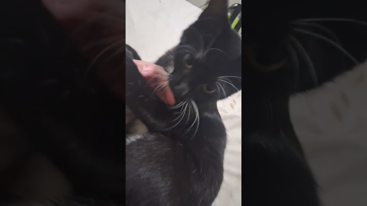 goober:3 #cats #cute