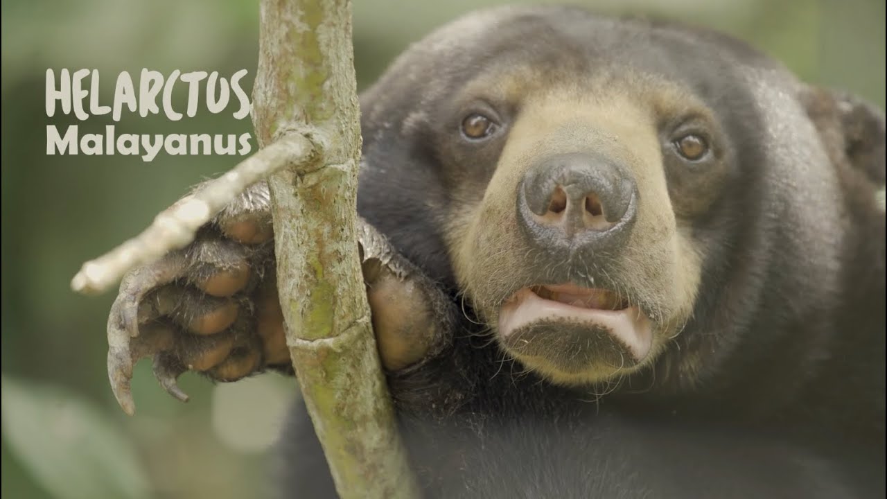 PESONA INDONESIA - HELARCTOS MALAYANUS (BERUANG MADU)