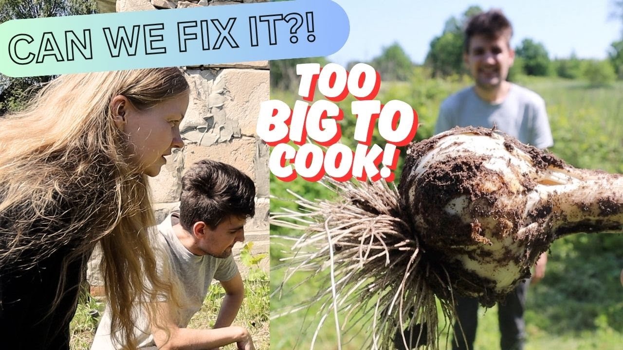 Our MACHINE broke down - can we fix it? We Grew a Garlic Bigger Than a Fist!