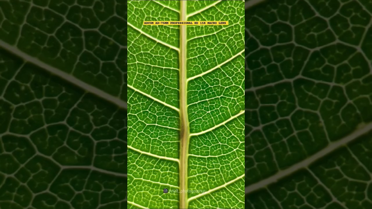 Macro Photography | Adcom AD-75MM Professional HD 15x Macro Lens