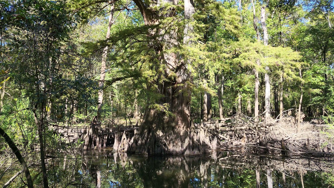 Champion Bald Cypress Tree - Arkansas' largest tree!