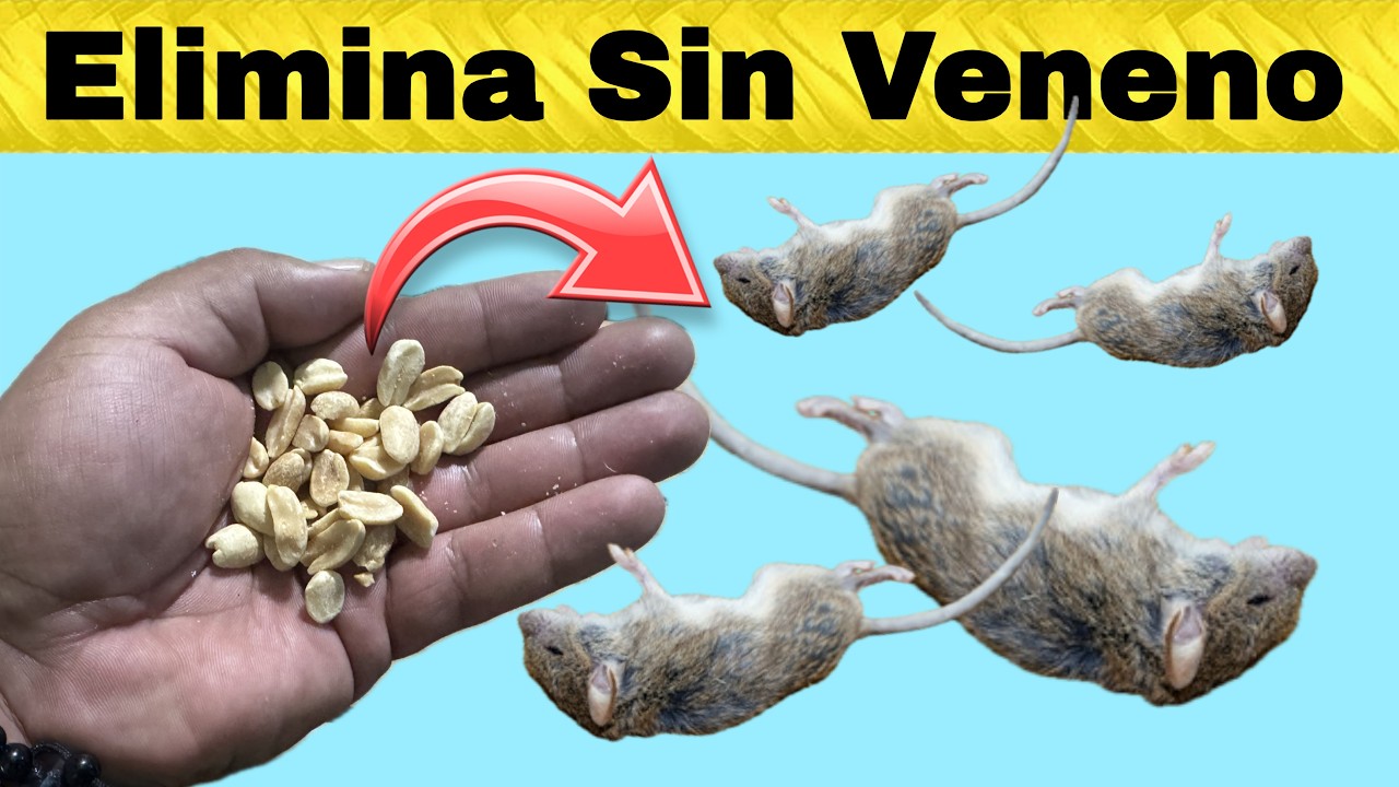 uses man&iacute; as&iacute;&hellip; a menos que tengas ratones | 100% Casero y Eficaz