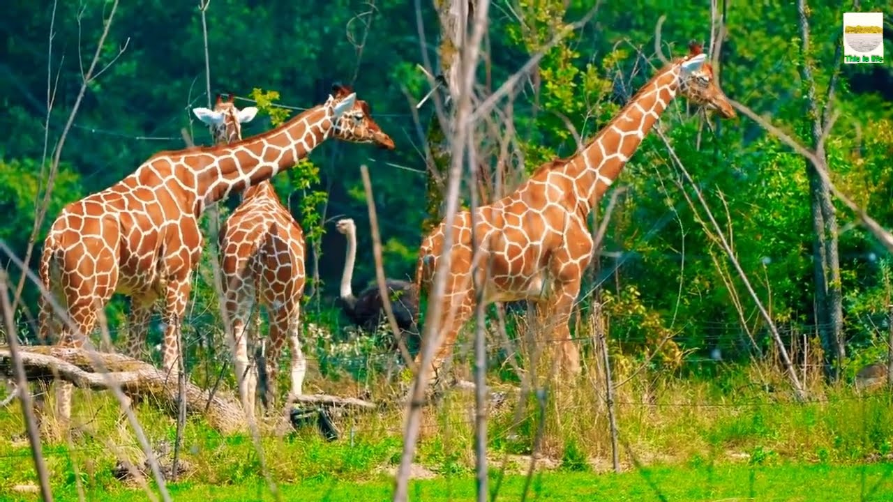 World Longest Animal Giraffe Wildlife Activities | Wildlife Animals | Giraffe | This is life