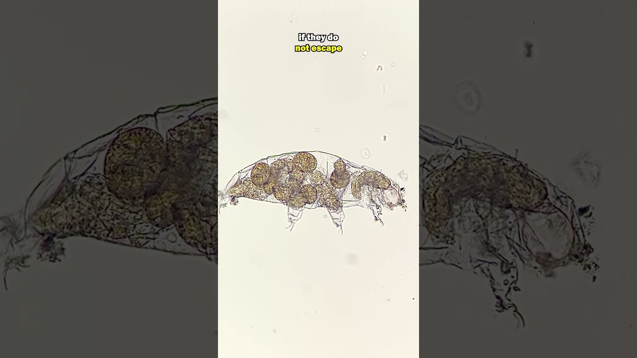 Рождение WATERBEAR с 1000-кратным увеличением!