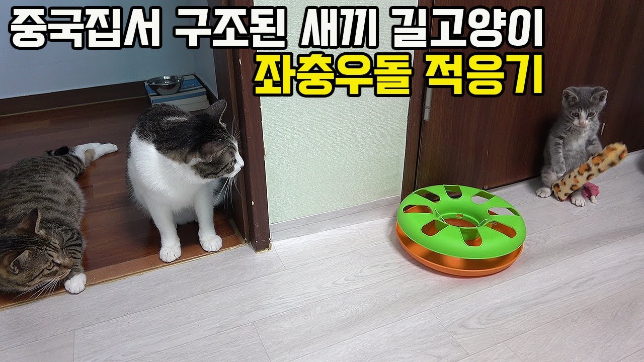 중국집 문 두드리며 살려 달라 했던 새끼 길고양이 구조 후 어떻게 지내고 있을까요?
