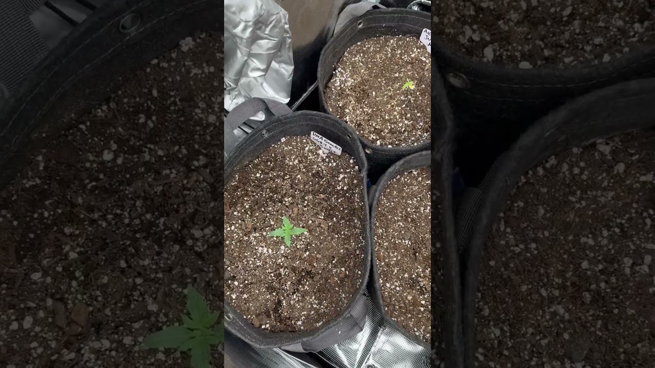 Got my seedlings out the guest room and into a 2x2 Gorilla Grow tent! #420 #cannabiscultivation