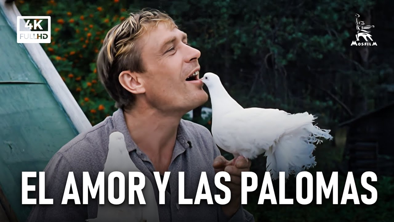 El Amor y Las Palomas | COMEDIA | con subtítulos en español