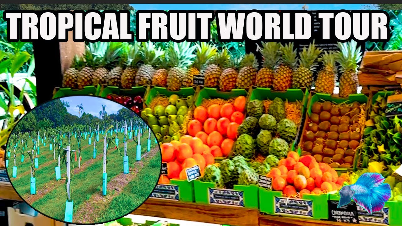 TROPICAL FRUIT WORLD AUSTRALIA TOUR ( THIS PLACE IS AWESOME! )
