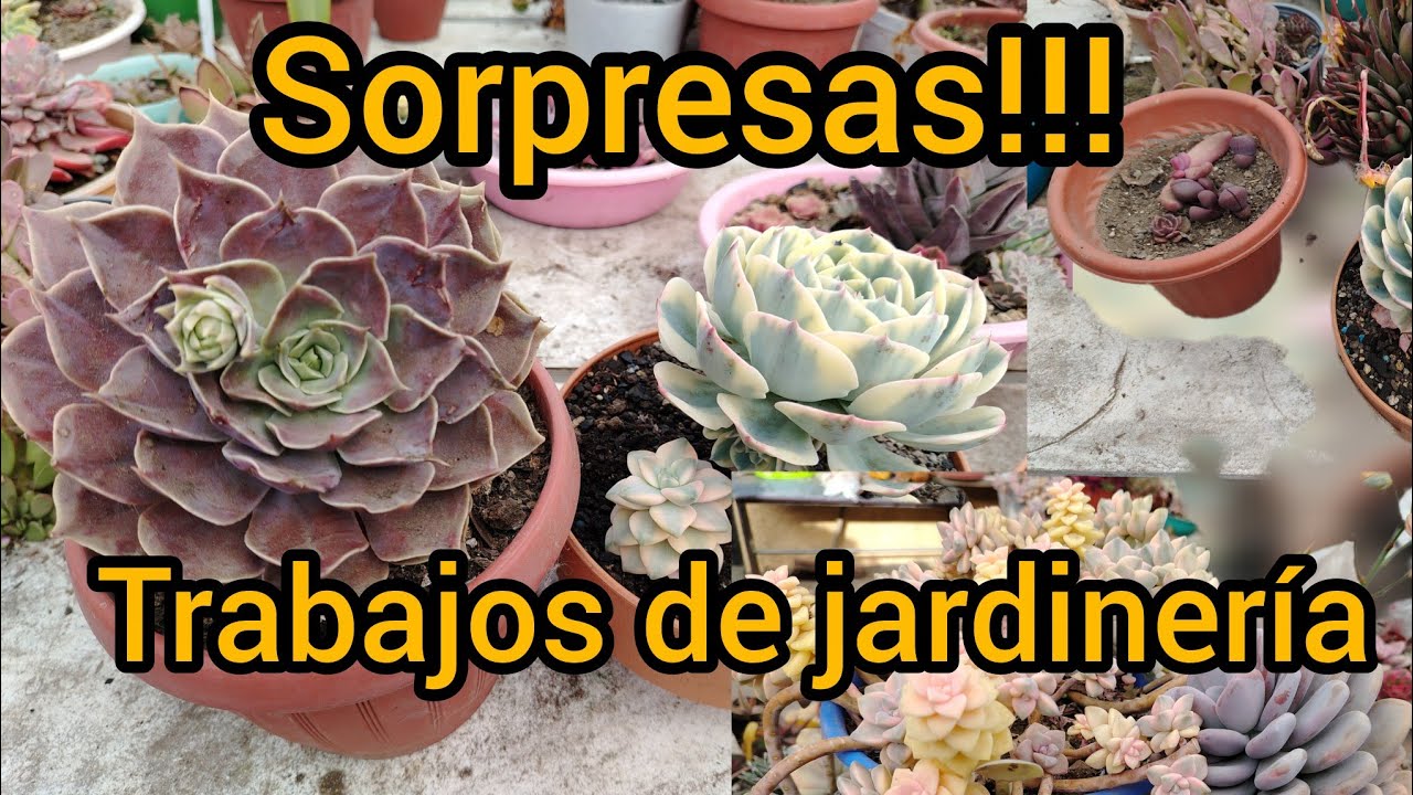 RETIRANDO las hojas secas de mis SUCULENTAS 🥰