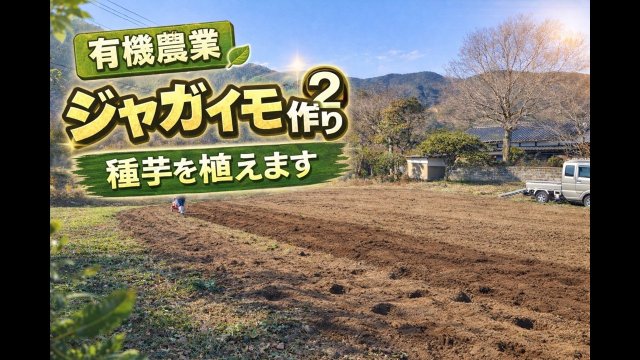 ジャガイモづくり②種芋を植えます！