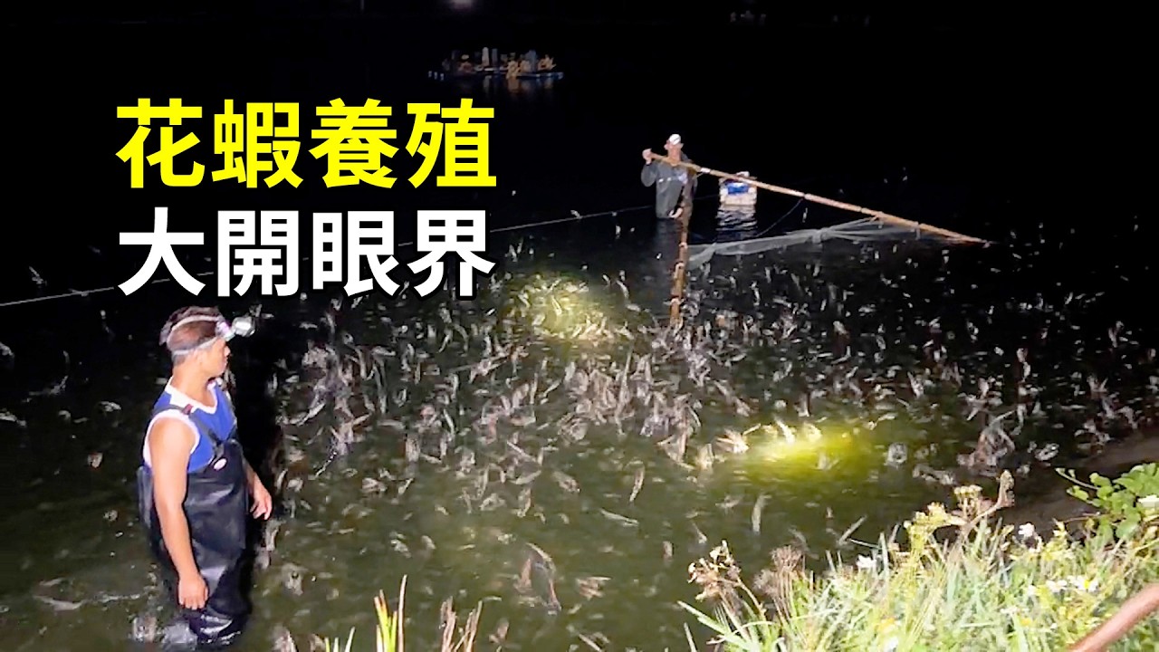 花蝦的秘密，養殖過程大開眼界