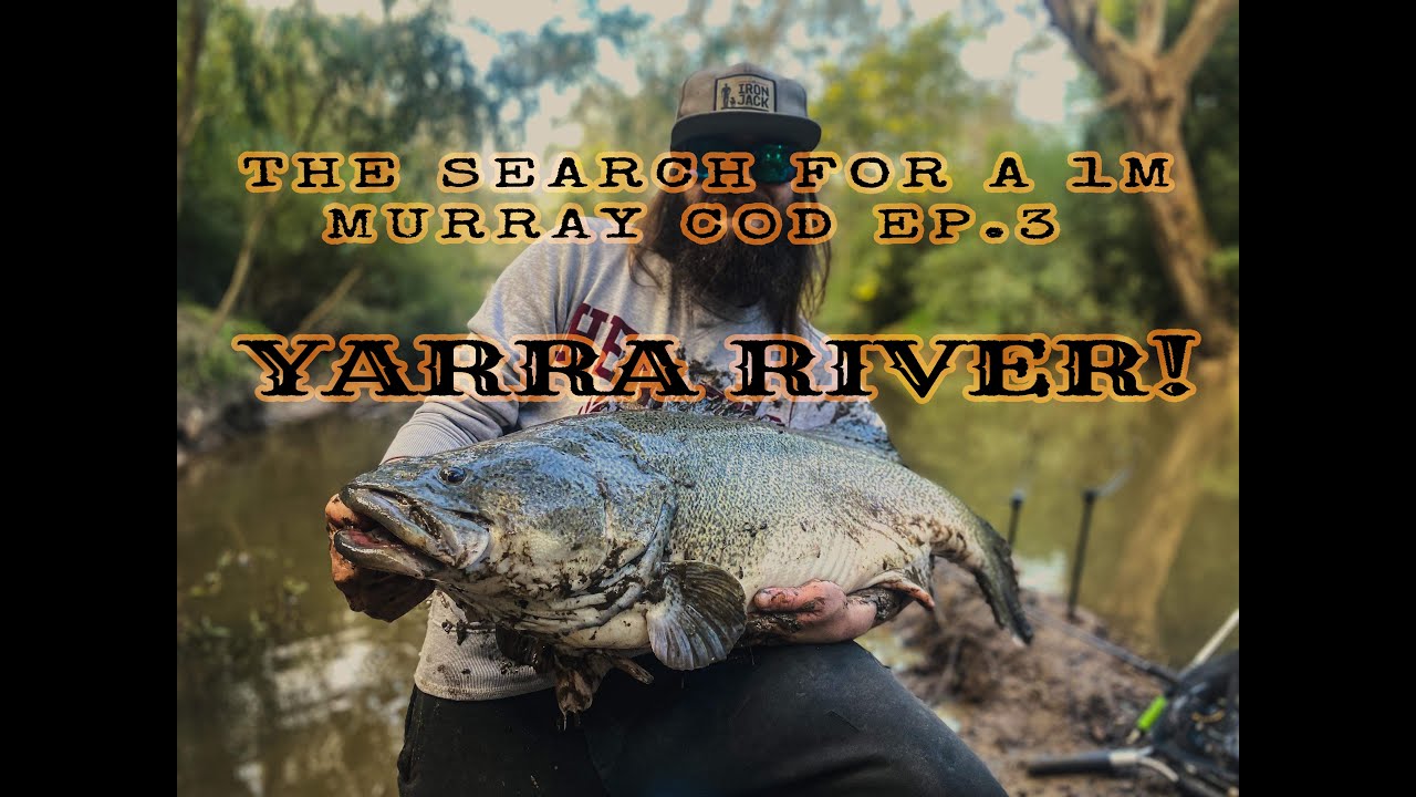 GIANT Yarra River Murray Cod Fishing | The Search For A 1m Murray Cod EP.3 #native #yarra #cod #cbd