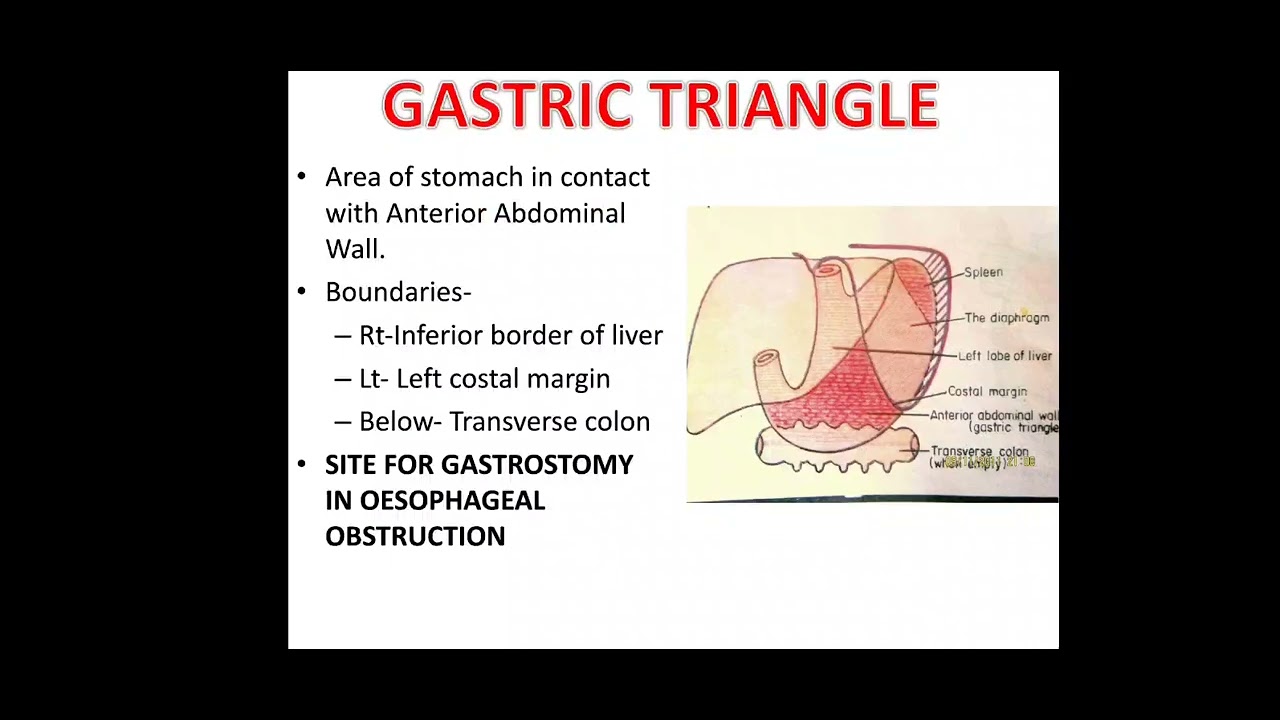 STOMACH