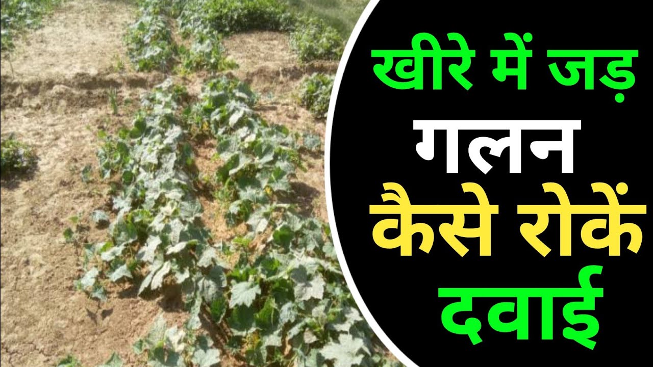 खीरे में जड़ गलन कैसे रोकथाम | Kheera Me Jad Galan Ki Roktham Ki Dava |
