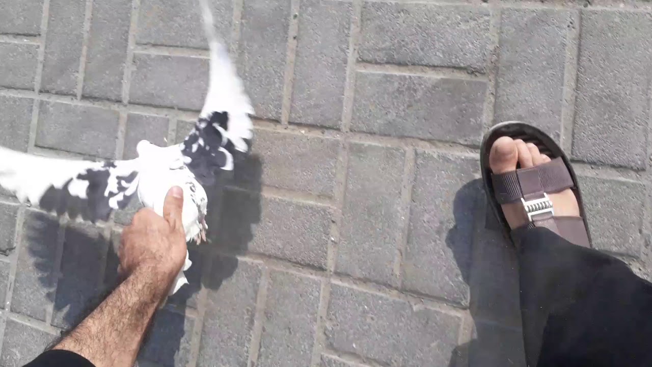 Dubai Pigeon rescue