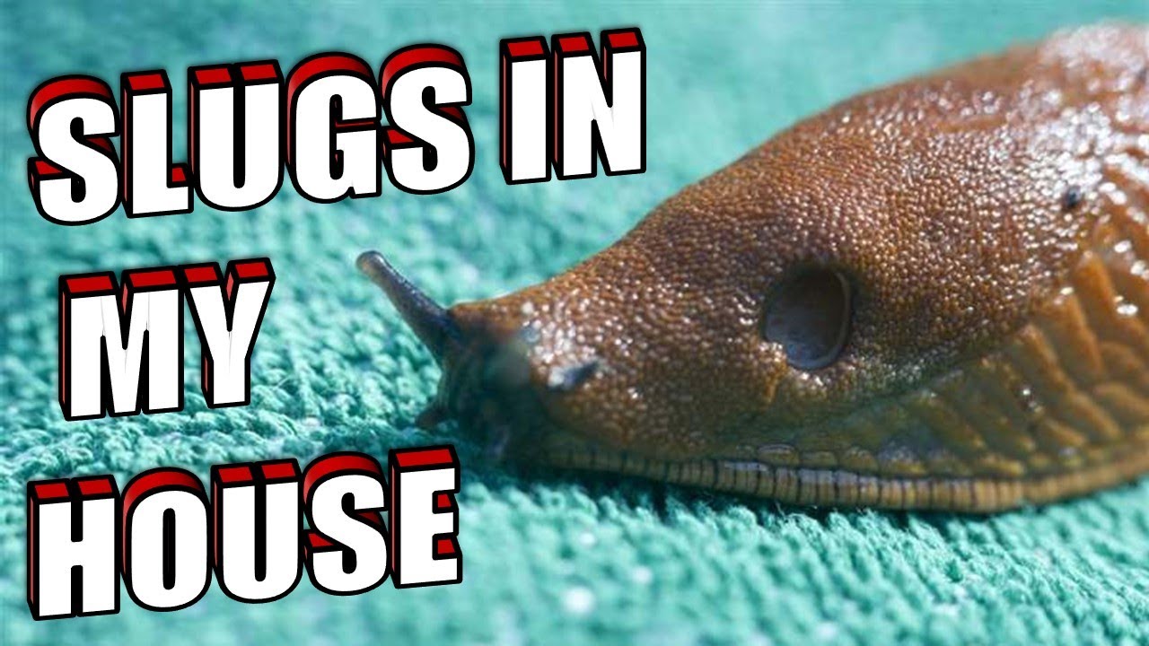 How To Get Rid of SLUGS in The HOUSE & KITCHEN Naturally | FAST & EFFECTIVE SLUG CONTROL