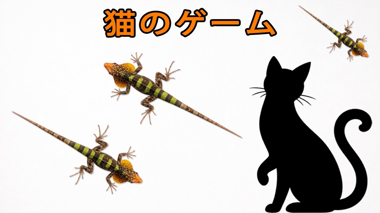 高速トカゲラン！｜猫が見てる👀楽しいゲーム Fast Lizard Run! | Cat Watching  Fun Game