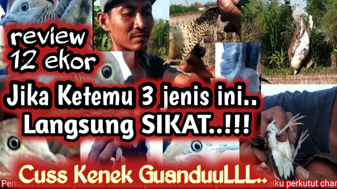 Cara Memilih Perkutut Yang Bagus, Sangat Mudah@Perkutut Chanelku #perkutut #njaringperkutut