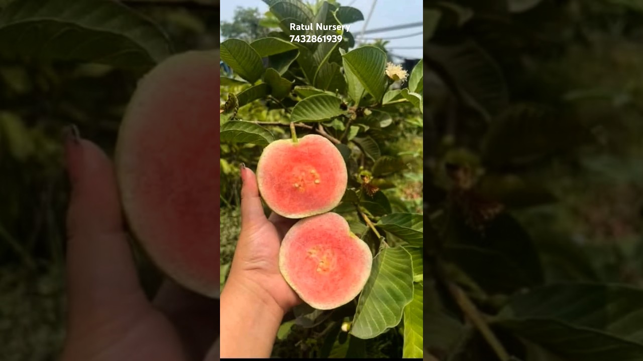 Japanese Red Diamond Guava plant available low price #reddiamondguava #redguava #reddiamond