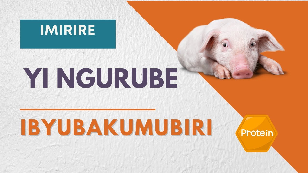 IBIRIBWA BY´ INGURUBE : IBYUBAKA UMUBIRI