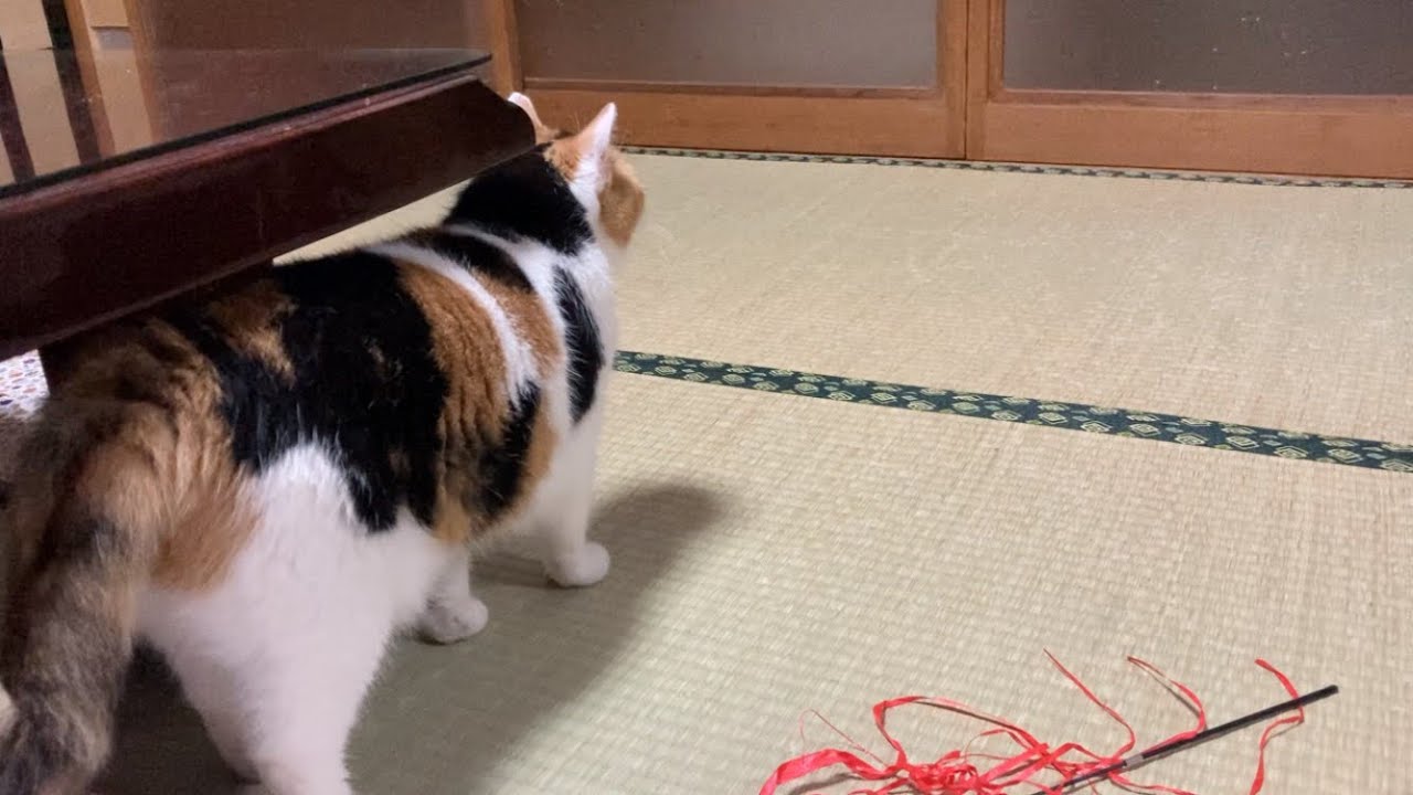 【三毛猫】父あとを追いかける健気な猫（2023年7月28日）