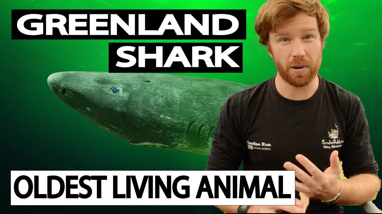 THE OLDEST SHARK IN THE WORLD - The Greenland Shark - The Longest living animal on the planet!