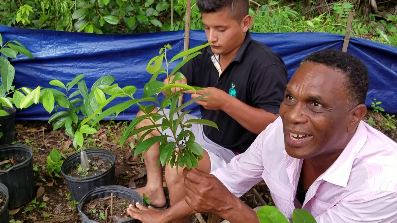 How to grafting soursop seedlings