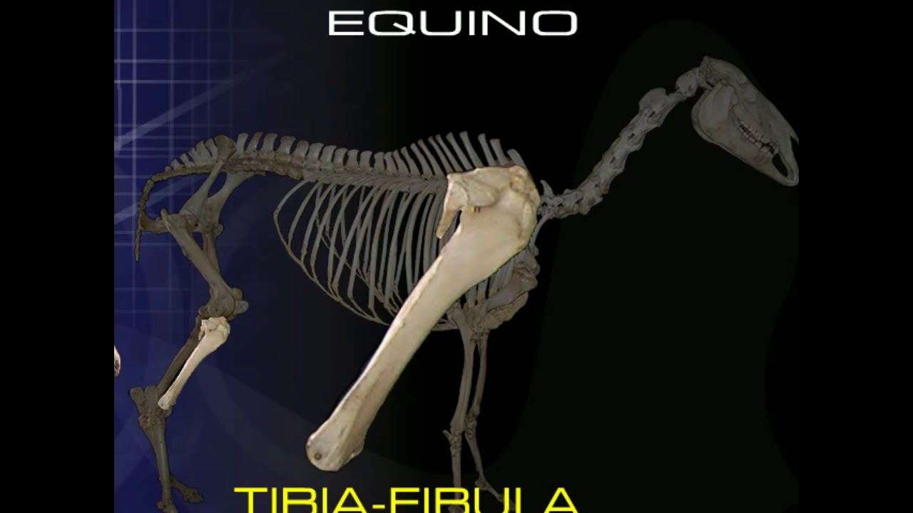 Osteología Comparada del Miembro Pélvico