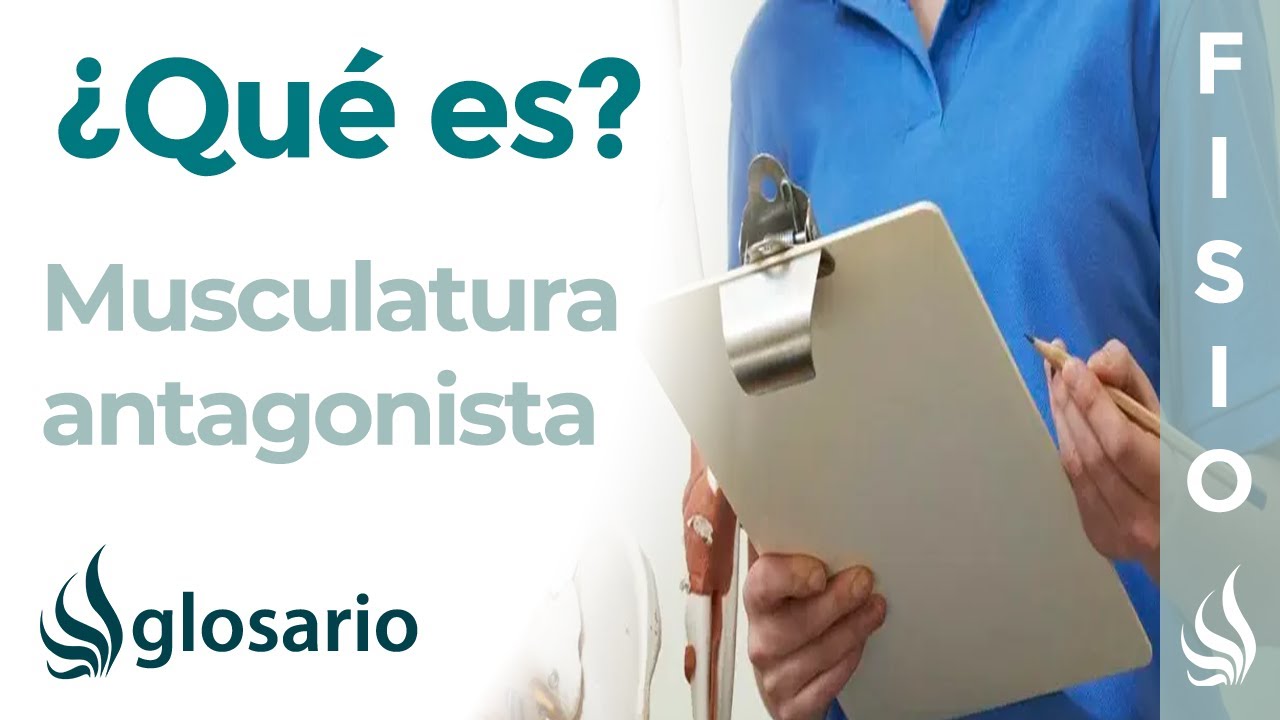 ANTAGONISTA | Qué es, qué significa, cuál es su función e importancia para el sistema muscular